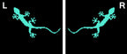 AUDI QUATTRO GECKO LOGO PROJEKTOT LIGHTS Nr.65 (Menge 1 = 2 Logo Films /2 Türlichter in der Kombi-Zone Nr.65289;